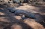 2-Day Komodo National Park and Rinca Island Wildlife Adventure from Bali