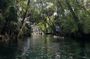 Guided Clear Kayak Tours on the Silver River