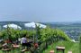 Private Viennese Nußberg Walking Tour with Wine Tasting
