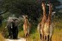 4 Days Lake Manyara, Serengeti and Ngorongoro Crater