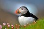 Puffin Boat Trip & Tantallon Castle Day Trip from Edinburgh