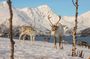 Tromso Excursion Artica Fjords and Sommaroy Islands with lunch