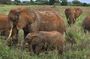 Elky Day Trip Tsavo East National Park