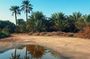 Private Tour in Al Ahsa the largest Oasis in the world