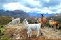 Cuenca to Guayaquil one-way tour with Cajas Park and a Cacao Farm visit