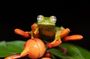 Monteverde Night Walk with Expert Naturalist Guide