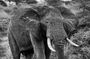 Tanzania 5 Days Big Five Safari Adventure