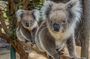 Cleland Wildlife Park Experience - from Adelaide including Mt Lofty Summit