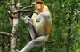 Day Trip Sepilok Orang Utan & Proboscis Monkey (Flight Excluded)
