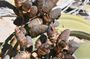 Cruise liner special: Swakopmund and Namib Desert Highlight Tour