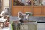 Relaxed Snow Monkeys & Shibu Onsen: Green Season Private Tour