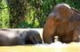 Elephant Sanctuary tour Pattaya half day no rides