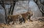 10 Days Private Tour of Wildlife in National Parks with Delhi, Agra & Jaipur