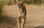 Ranthambore National Park