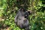 4 Day Uganda Gorilla Trekking Safari with Lake Bunyonyi