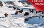 Yellowstone & Grand Teton National Parks Winter Tour: Small Group 4-Day Tour