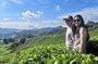 Cameron Highland Best Day Tour from Ipoh with Lunch ( Day Trip)