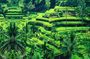 Guided Full-Day Tours to the Amazing Attractions in Bali