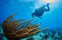 Reef diving in Playa del Carmen