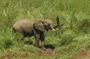 3Days Murchison Falls Tour Big 5 and Chimpanzee Tracking