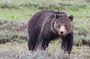 Half-Day Wildlife Safari Tour in Grand Teton National Park