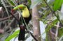 Pipeline Road Private Birding Expedition with Expert Naturalist