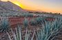 Alma Tequilera: Private Tequila Experience, Tasting & Celebration