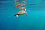 Turtle Snorkeling by Adrenailha