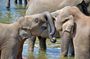 Child-oriented Family tour in Sri Lanka & Beach Holidays - by Minivan - 2 weeks