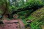 Bussaco Forest Walking Experience, half day from Coimbra