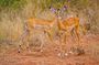3 Days Private Safari to Tsavo West at Ngulia Lodge from Mombasa