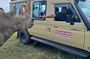 Ol pejeta Game drive and Chimpanzee tour from Nairobi
