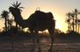 Palmerai groove Camel Ride with SunSet