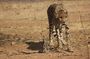 12 Days Guided Namibia In Plus | Guided Lodge