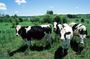 Cow Heaven: An Agricultural Self-Guided Driving Tour