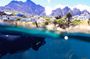 Kelp Forest Snorkeling in Cape Town
