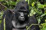 3 days Gorilla Trekking Safari tour in Uganda