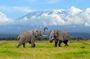 From Nairobi to Amboseli National Park and Maasai Village Tour