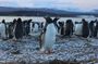 Hammer Island Hiking and Navigation in the Beagle Channel -