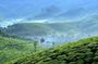 Private Day Trip to Munnar from Kochi (Cochin)