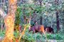 Full Day Jungle Walk in Chitwan National Park with Guide