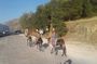 Afternoon Donkey Ride Along the Mountain Foothills of Parikia