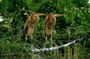 Agra: Private Bharatpur Bird Sanctuary All-Inclusive visits