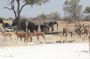 3 Day Etosha National Park Self-Drive Tour (B&B)
