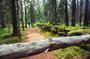 Guided Walking in the Baltic States in 14 Days