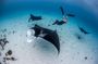 Three Islands Snorkeling (3 Spots) Manta Rays - From Lembongan