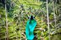 Bali || Ubud Highlights Private Day Tour - All Inclusive