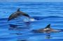 Dolphin Cruise Adventure at Crab Island in Destin