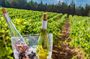Private Bekaa Wine Tour | 3 Wineries · St Thomas, Kefraya & Ksara