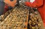 Oyster Farm, Ston and Winery Tour